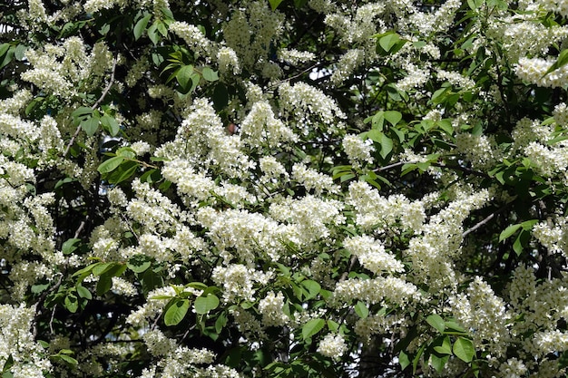 Photo bird cherry dense branches of the top of the tree with lot of blooming white flowers