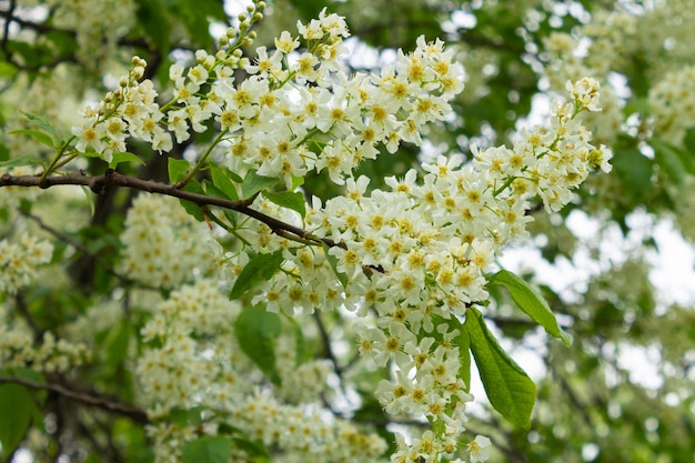 Bird cherry flowers Blooming tree with white flowers