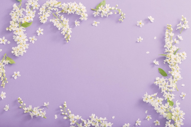 Bird cherry flowers on paper background