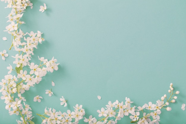 Foto fiori della ciliegia di uccello su fondo di carta