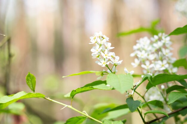 Bird cherry flowers in sunny day in the forest Closeup