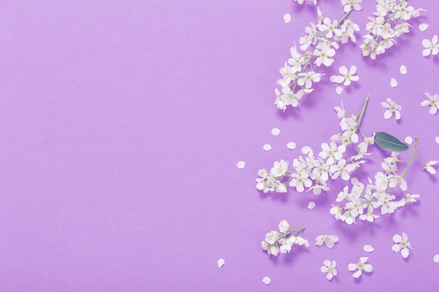 紫色の紙の背景に鳥桜