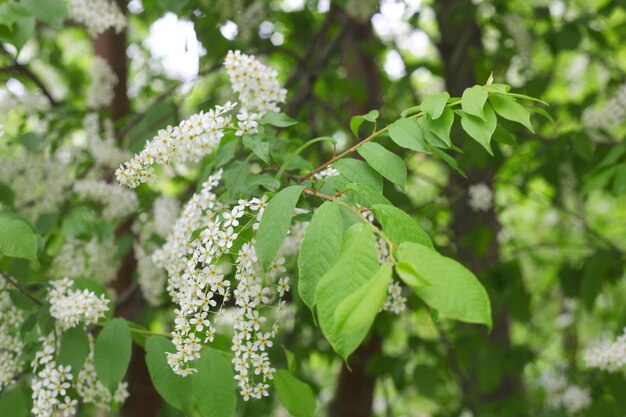 Bird cherry tree blooming with white flowers