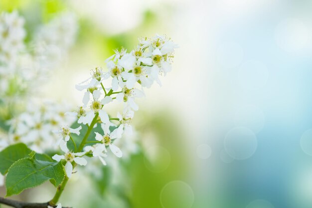 Bird-cherry tree flowers against the blue sky, natural floral background