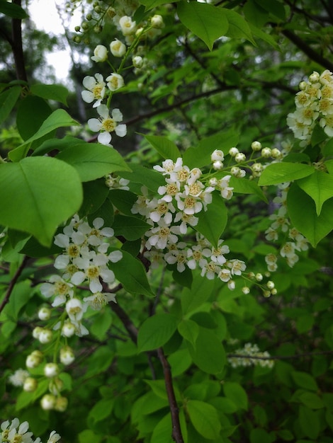 Bird cherry tree with white flowers