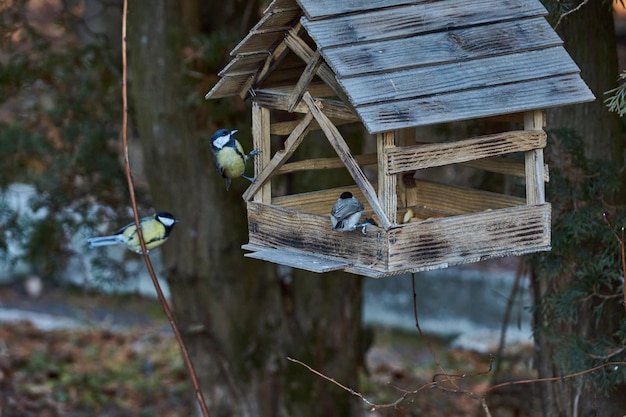 鳥のひよこと大きなシジュウカラが種の後ろで鳥の餌箱に飛んだ