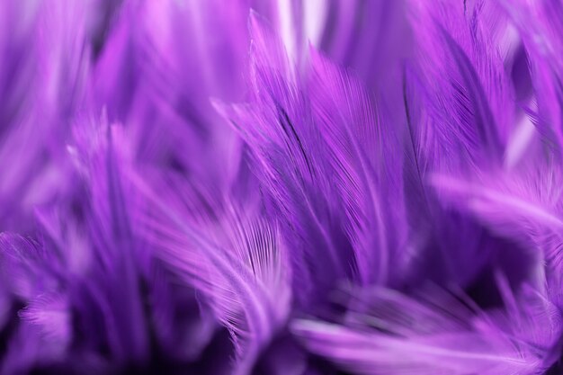 Purple Chicken Feathers Soft Blur Style Stock Photo 1251535498