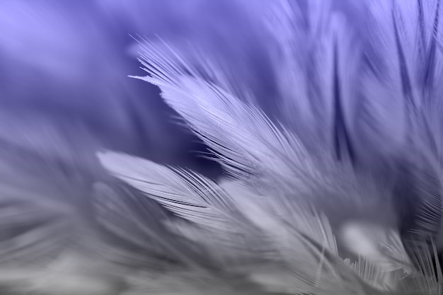 Bird and chicken feathers in soft and blur style for the background