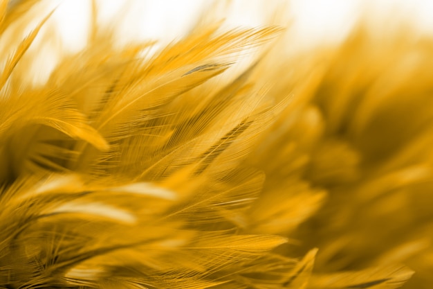 Bird and chicken feathers in soft and blur style for the background