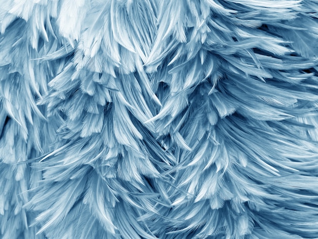 Photo bird chickens feather abstract and texture