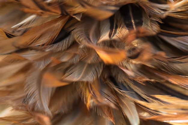 Bird,chickens feather texture for background