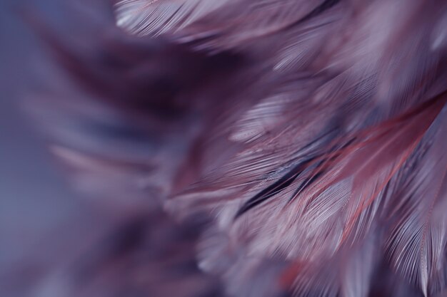 Bird chickens feather texture for background