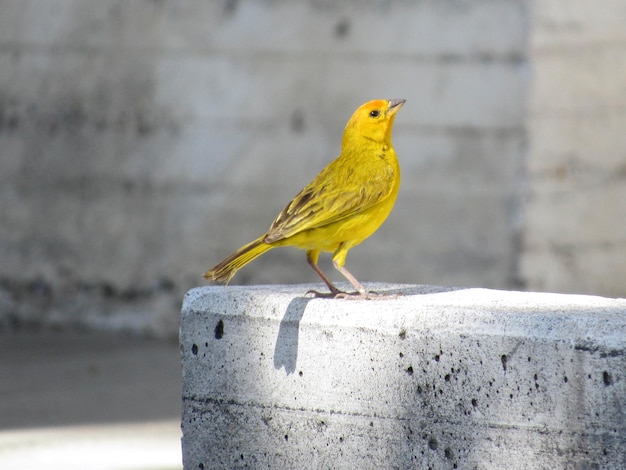 Bird in the city