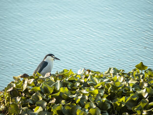 湖の真ん中で茂みにしがみついている鳥