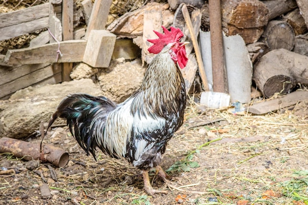 Bird cock crowing in the farmyard yard