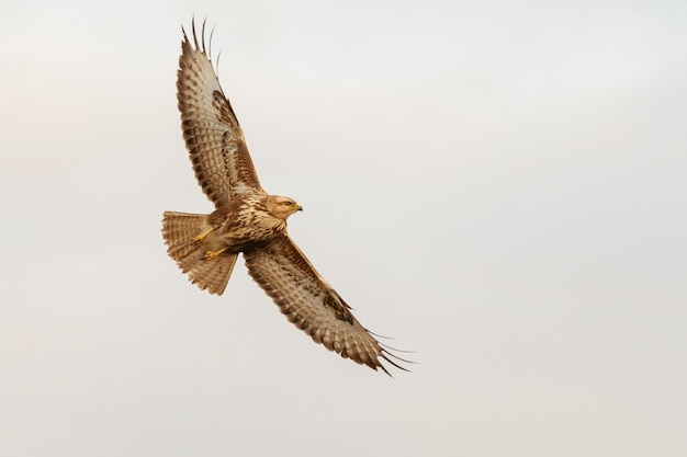 飛行中の開いた翼を持つ鳥ノスリButeobuteo