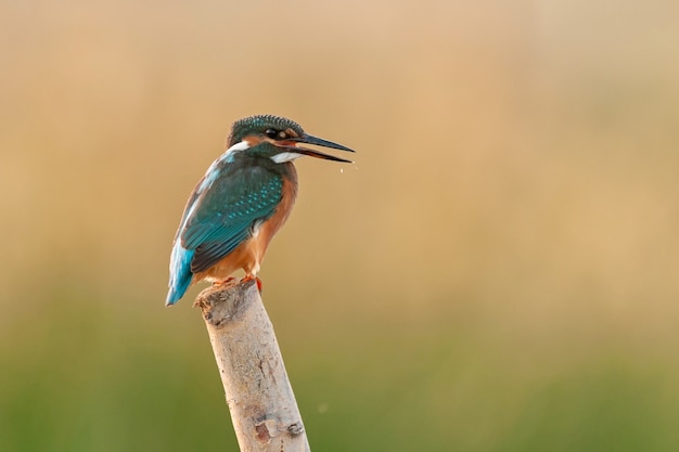 Bird common kingfisher Alcedo attis sits on a stick.