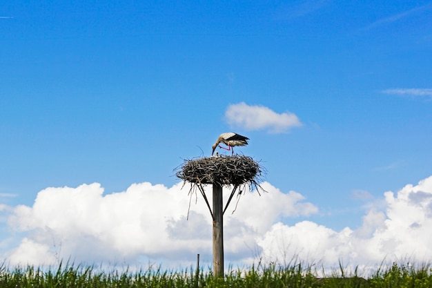 Bird crane on the nest, wildlife animal theme,blue sky and daylight