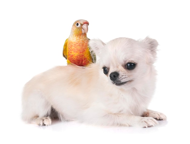 白い背景の犬の上の鳥