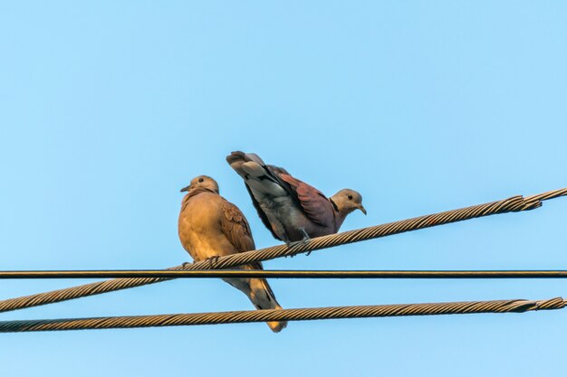 Bird (Dove, Pigeon or Disambiguation) Duiven en duiven