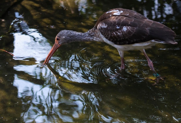 Bird drinking water, walking on water