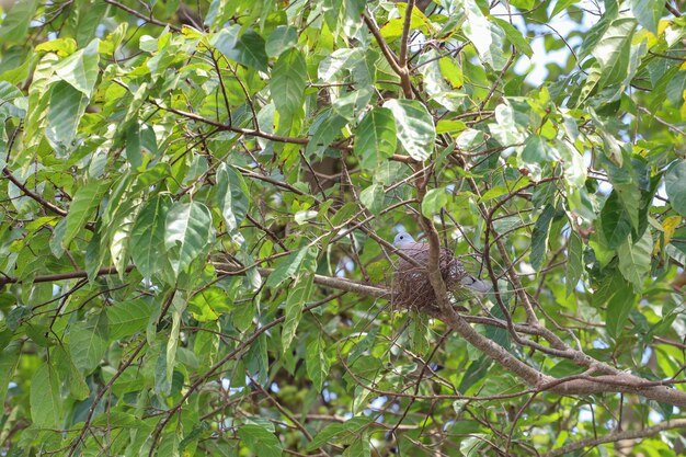 The bird in dry nest on tree