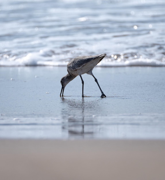 Foto uccelli che mangiano sulla spiaggia