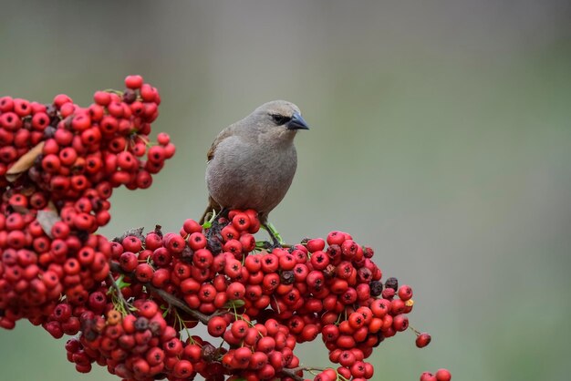 写真 赤い果実を食べる鳥パタゴニア アルゼンチン