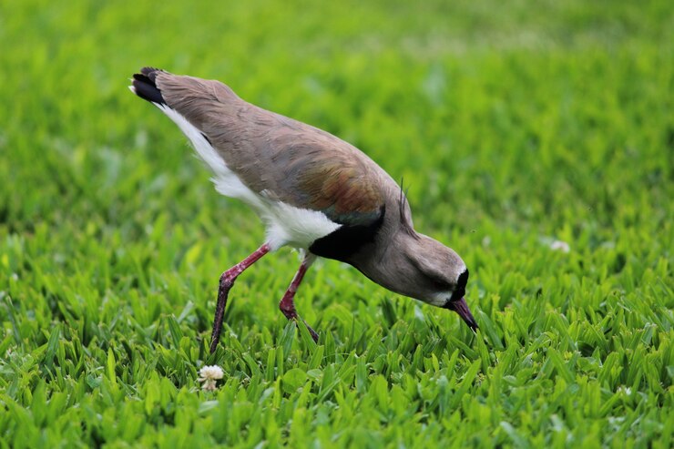 鳥を食べる