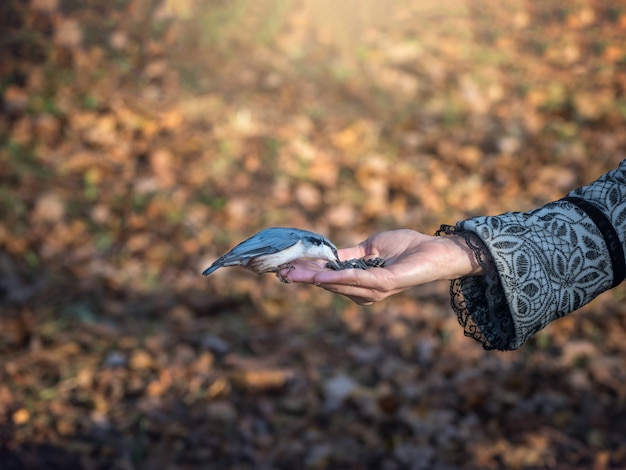 The bird eats food from his hand. Feeding birds in nature.