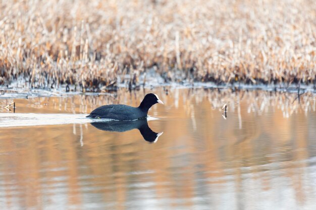 Photo bird eurasian coot fulica atra