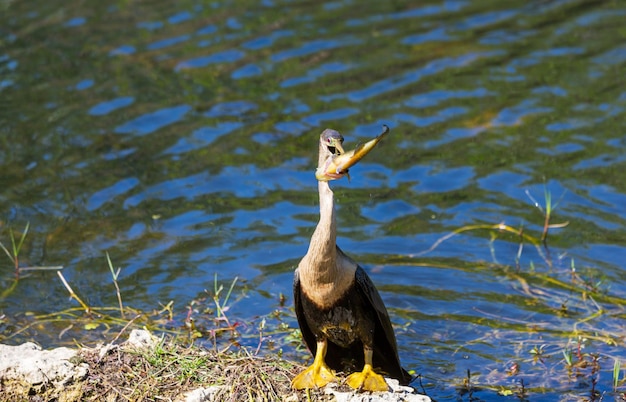 Bird in Everglades