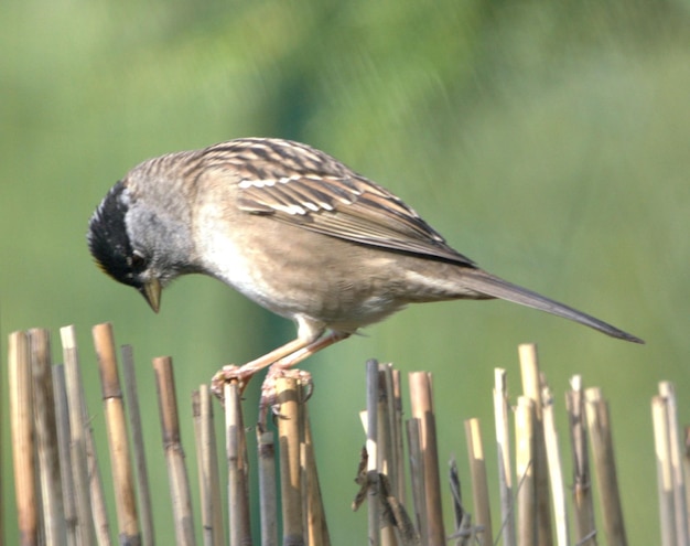 Bird examines bamboo fence