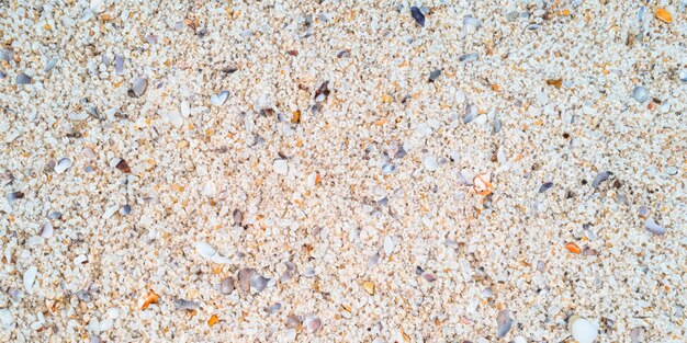 貝殻やヒトデが左右に散らばった砂浜の背景の鳥瞰図