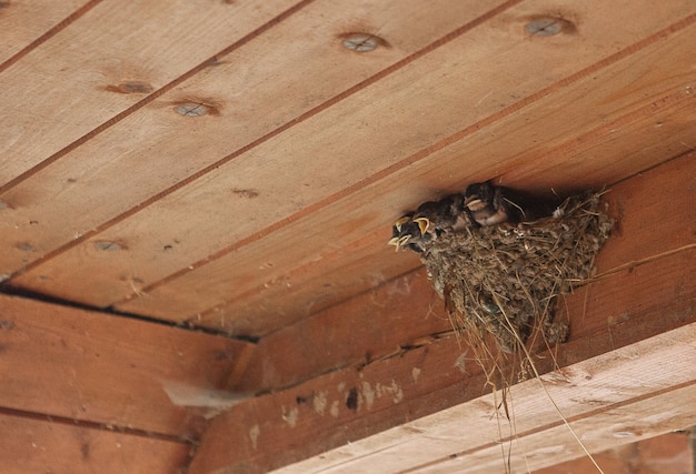 写真 巣で鳥の家族。小鳥、新生児に餌をやる。納屋の中の生まれたばかりの鳥を守るツバメ。