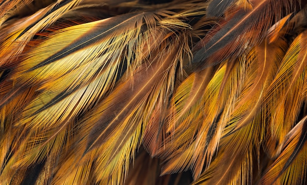 Bird feather close up