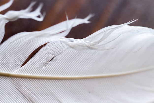 Photo bird feather in detail macro background natural colors