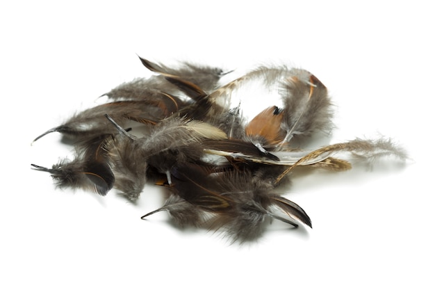 Bird feather isolated on white background