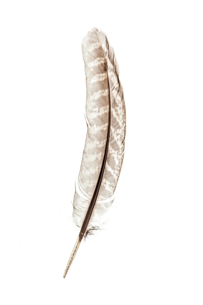 Bird feather isolated on white background