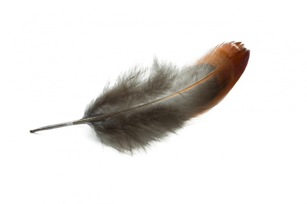 Bird feather isolated on white 