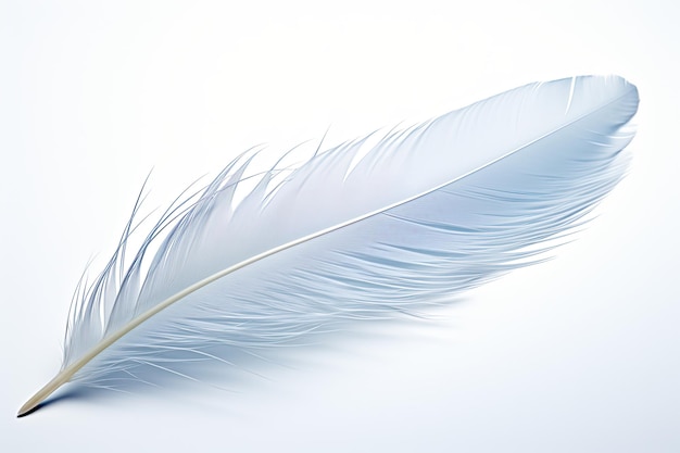 Bird feather isolated on white