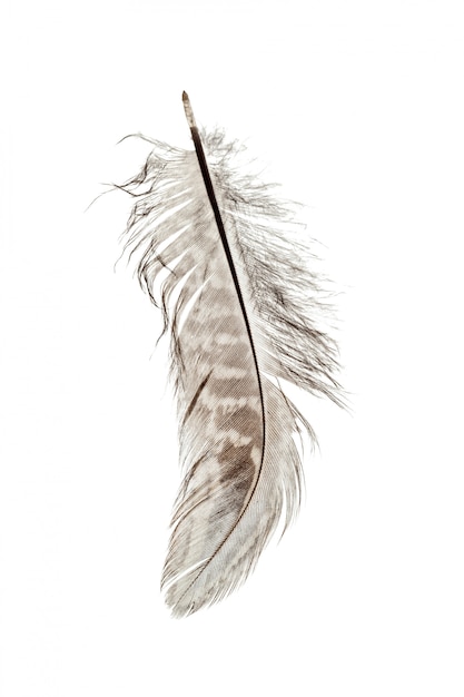 Photo bird feather isolated