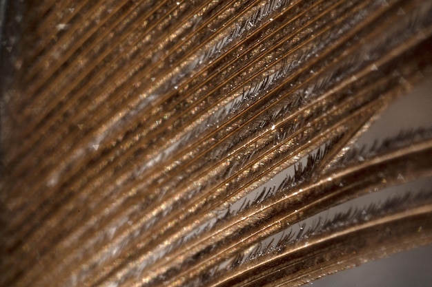 Bird feather macro detail close up