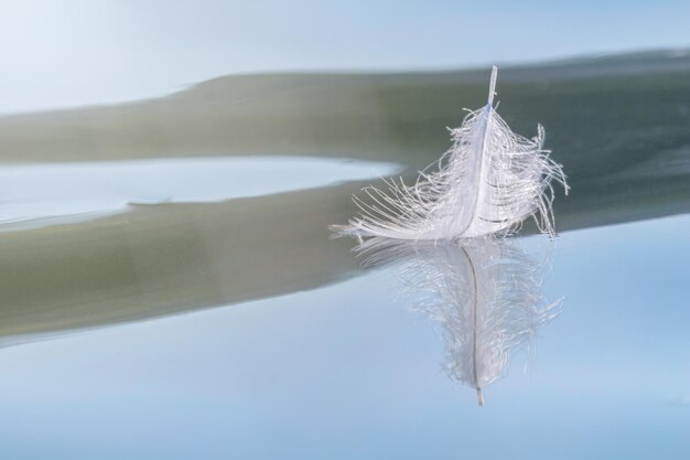 Bird Feather on Water Surface with space for text