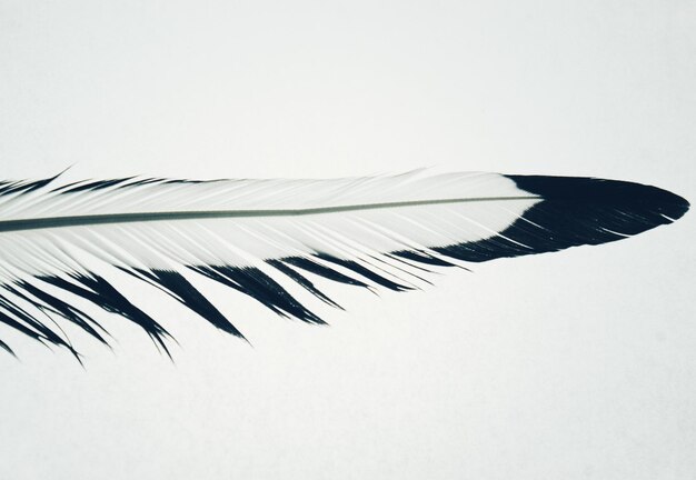 Photo bird feather on white background