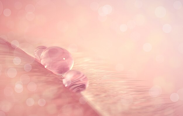 Bird feather with water drop on blurred macro background