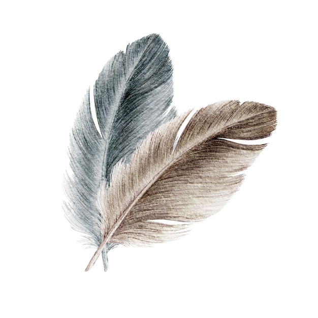 Фото Акварельные иллюстрации птичьих перьев утка или гусь мягкий натуральный пух птичьи серые и коричневые перья