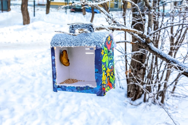 A bird feeder from a cardboard gift box hangs on a branch. Taking care of wild animals in winter