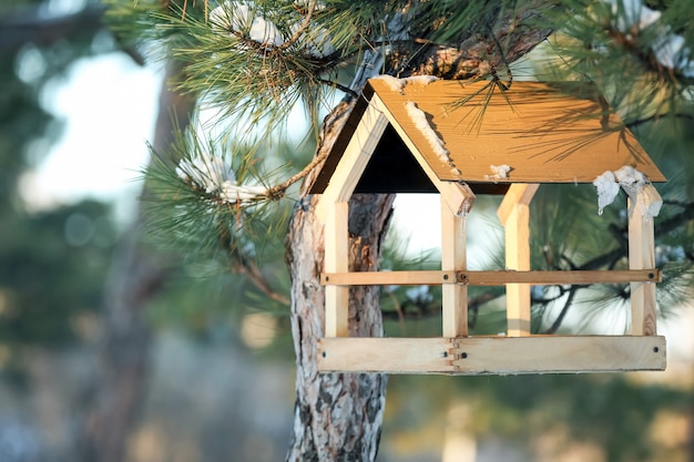 Photo bird feeder hanging on pine tree in forest