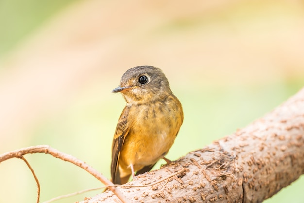 Фото Птица (feruginous flycatcher) в природе дикая